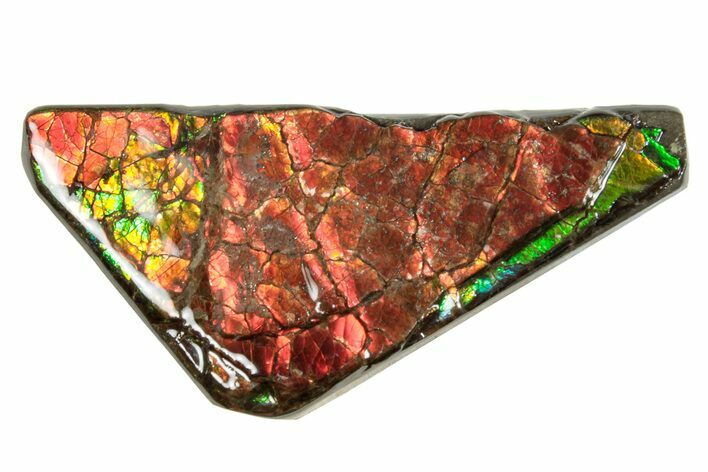Iridescent Ammolite (Fossil Ammonite Shell) - Alberta #265119